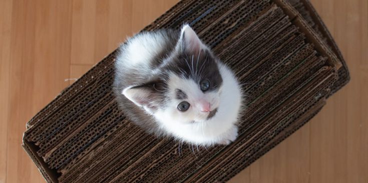 a small kitten sitting on top of a wooden floor