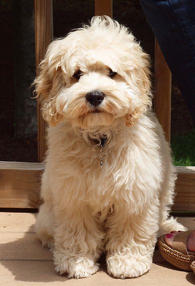 a small white dog sitting next to a person's feet on the ground near a door