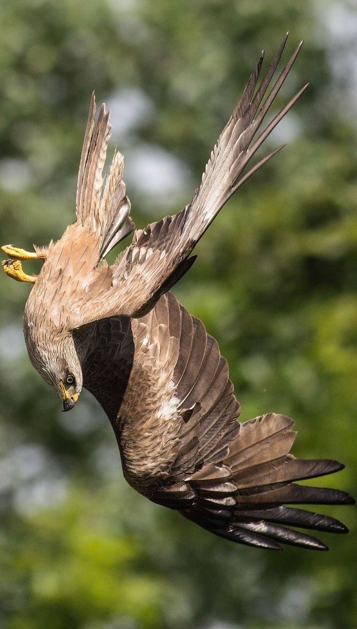 a bird that is flying in the air with its wings spread out and it's head down