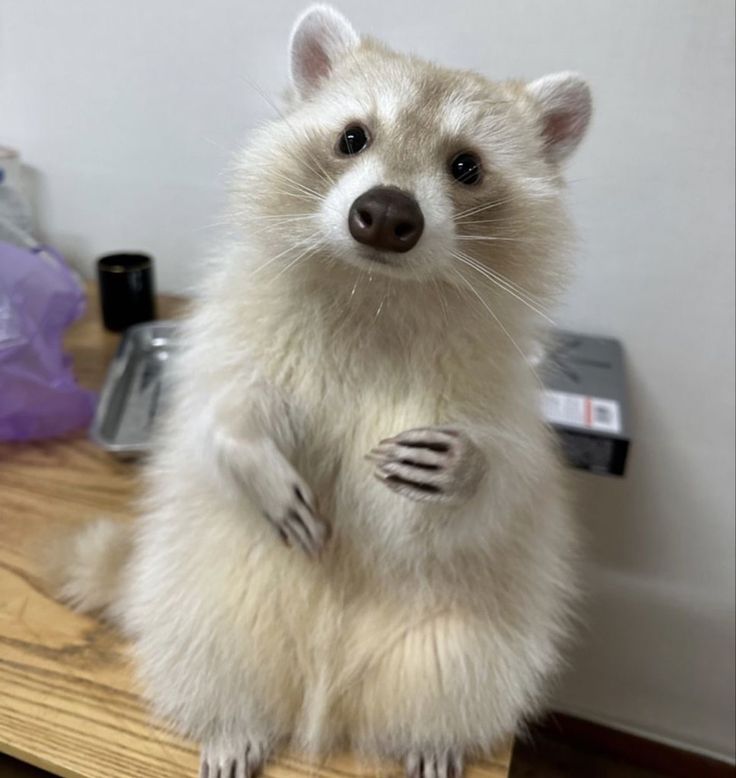 a white raccoon sitting on top of a wooden table