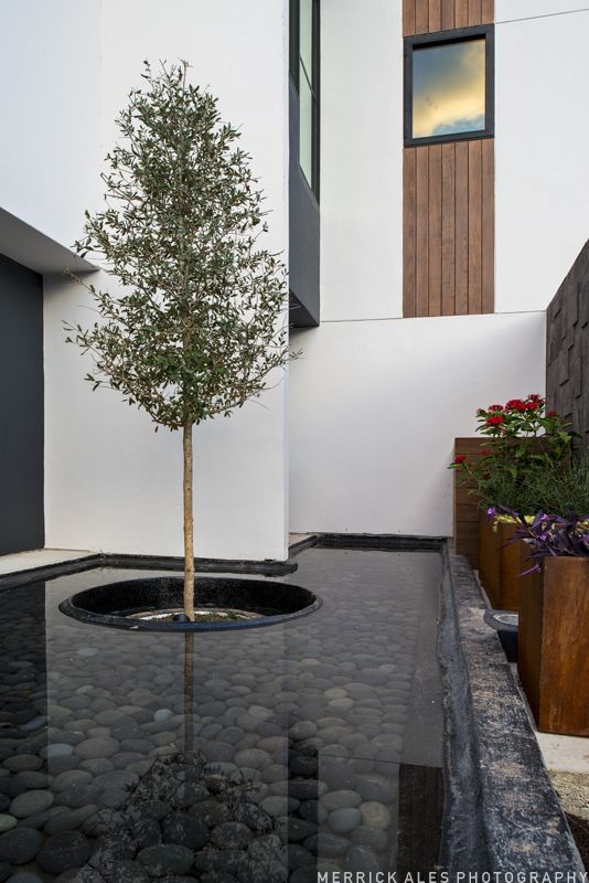 a small tree sitting in the middle of a courtyard