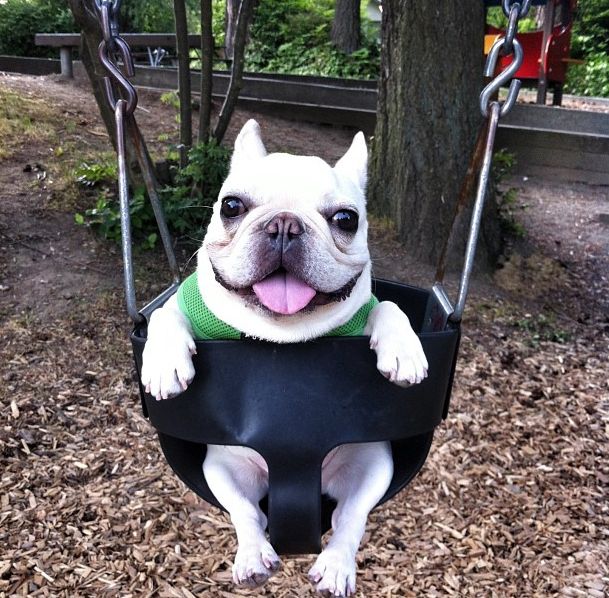 a small white dog sitting on top of a black swing in a tree filled park