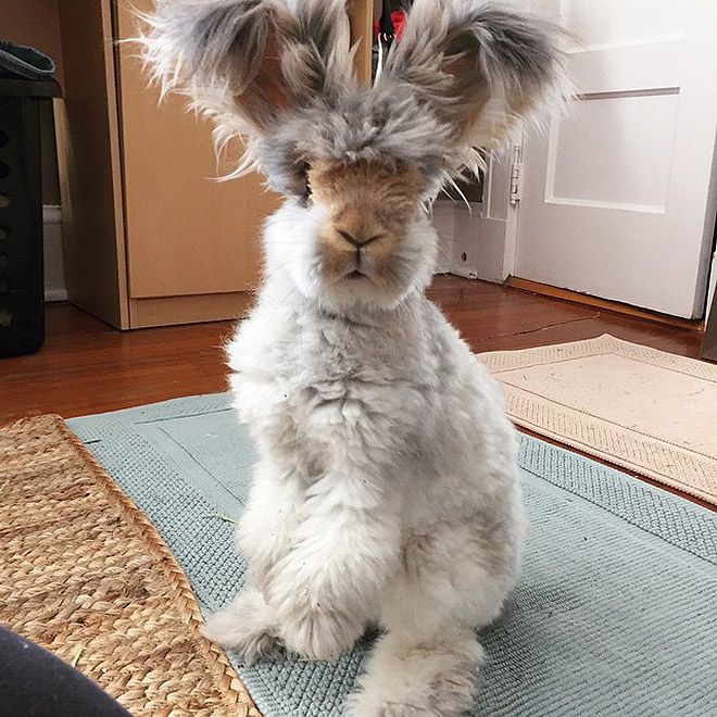 a fluffy white rabbit sitting on top of a rug in front of a door way