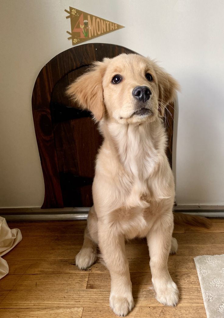 a dog sitting on the floor in front of a chair