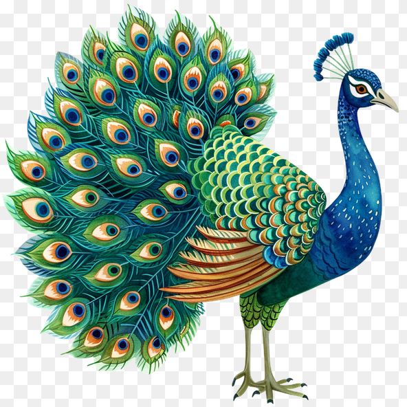 a blue and green peacock with feathers on it's tail, transparent background png