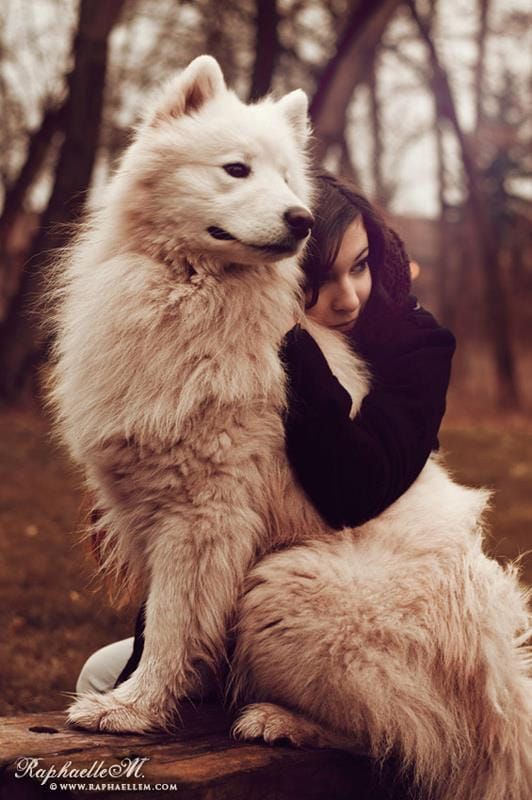 a woman hugging a large white dog on top of a wooden bench in the woods