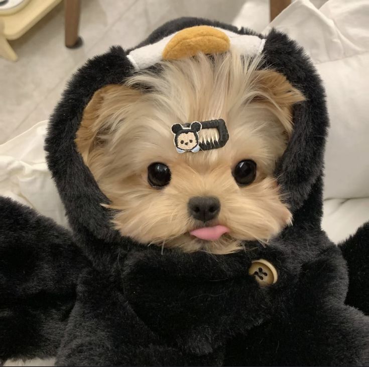 a small dog wearing a costume on top of it's head and sticking its tongue out