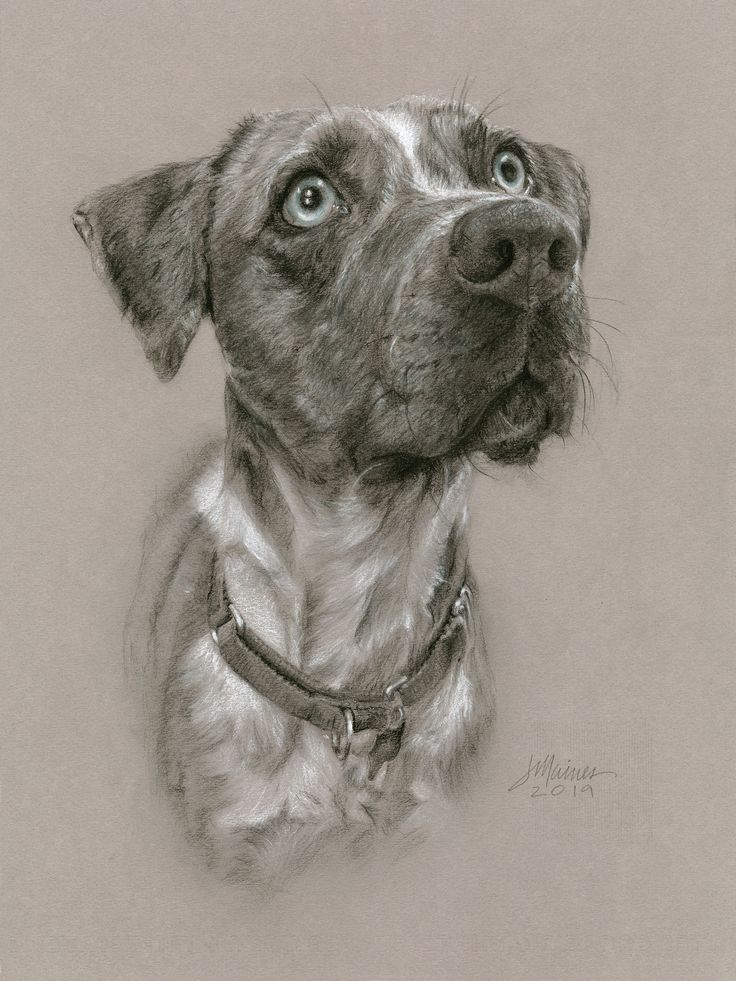 a drawing of a dog looking up at the sky with its eyes wide open and his head tilted to the side