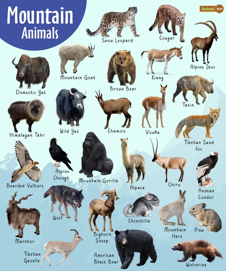 the mountain animals are all different sizes and colors