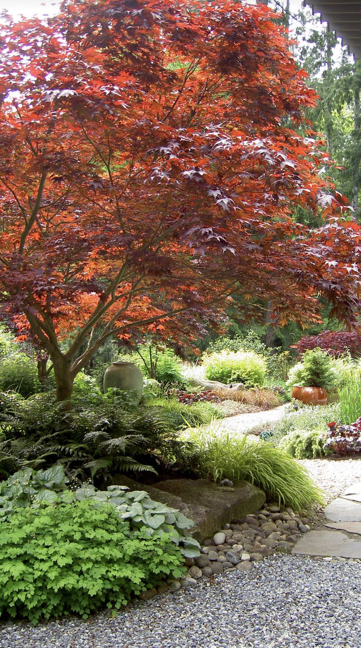 a red tree in the middle of a garden with rocks and gravel on the ground