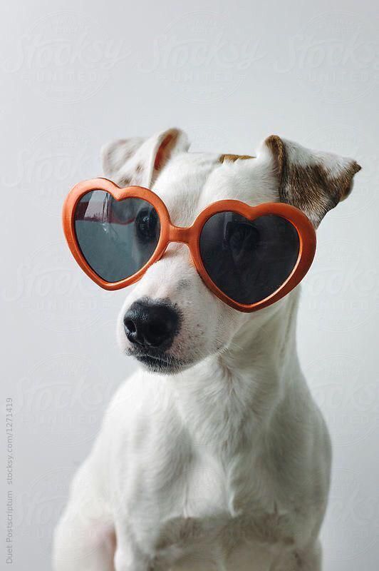 a white dog wearing heart shaped sunglasses on top of it's head by jodi lenski for stocksy photography