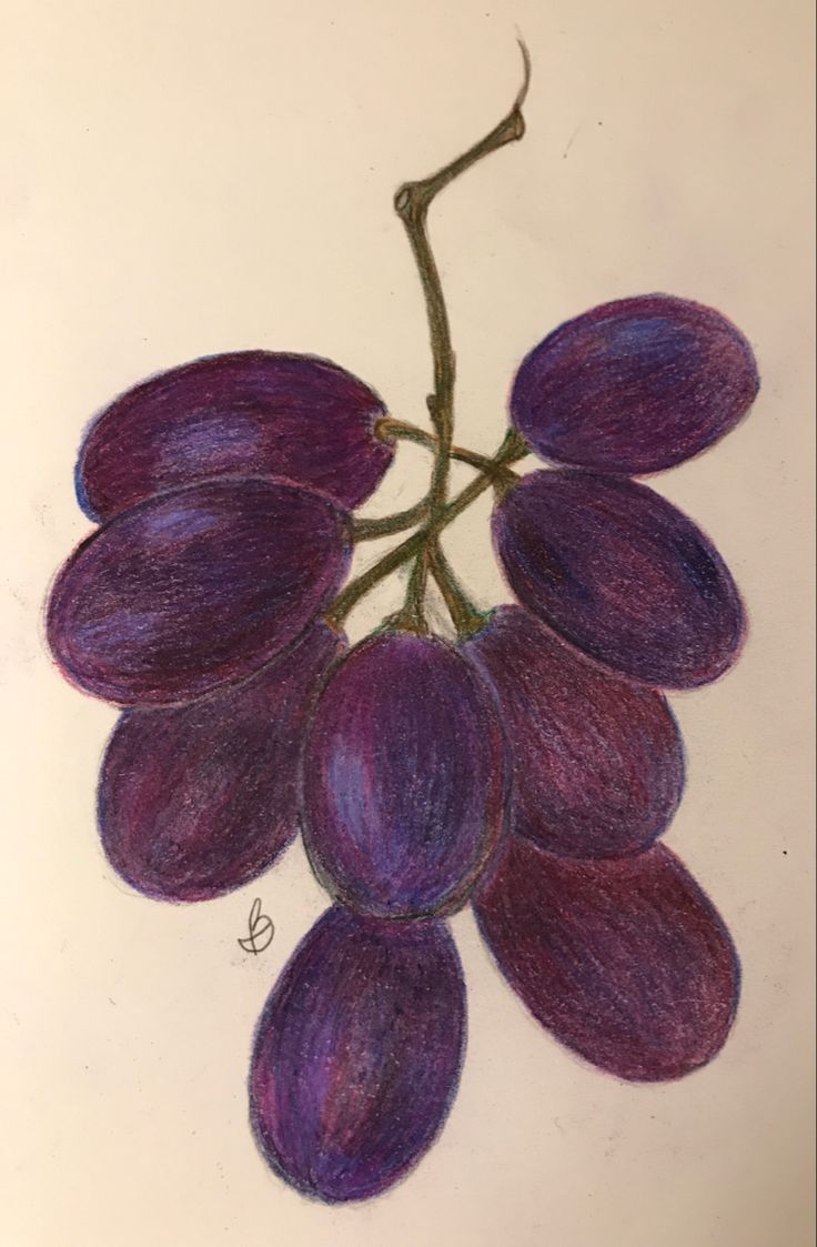 a drawing of grapes on a white surface