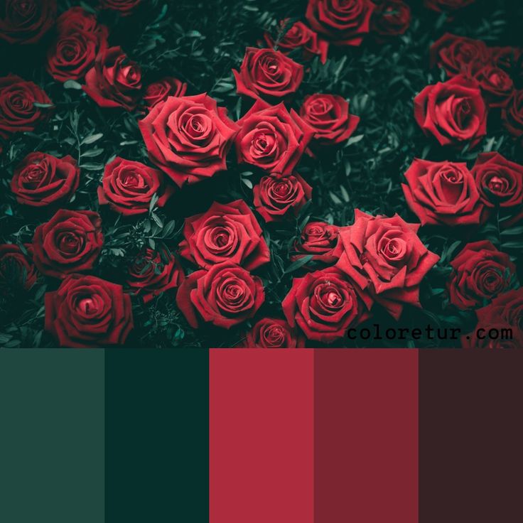 red roses with green leaves in the center and black background, color scheme for design