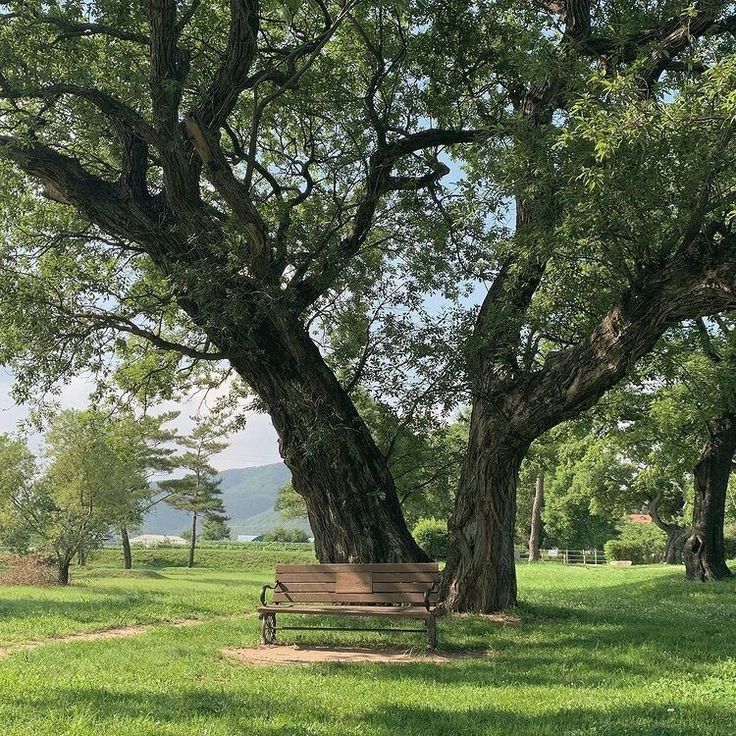 a park bench sitting under a large tree