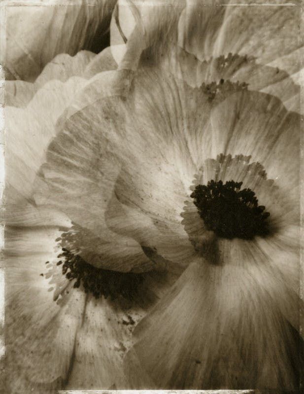 sepia photograph of two large flowers in black and white