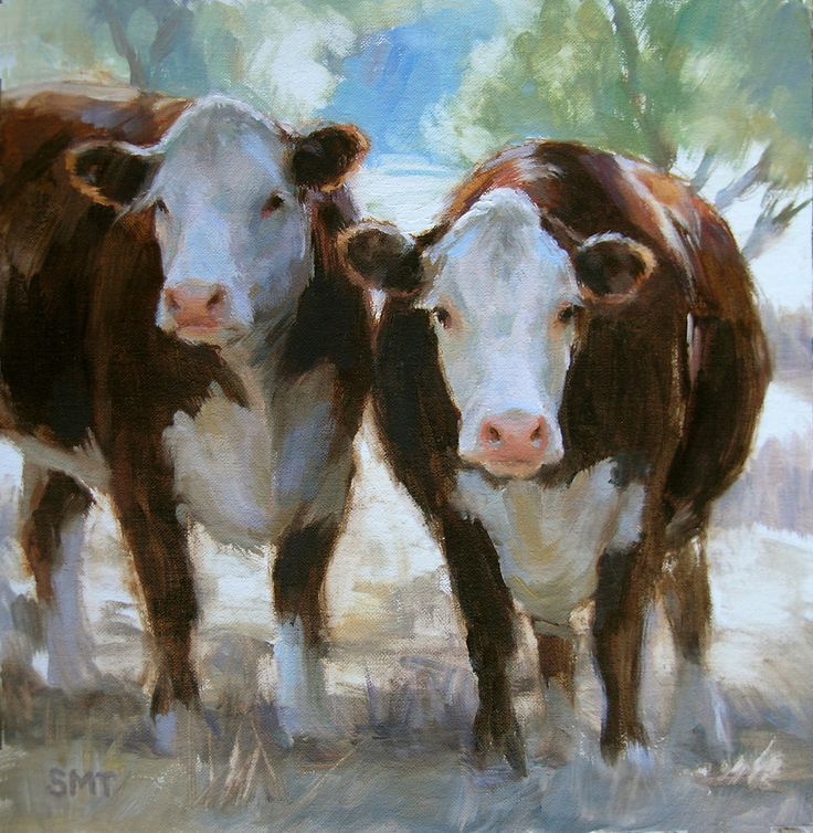 two brown and white cows standing next to each other