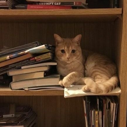 a cat sitting on top of a bookshelf filled with lots of books and papers