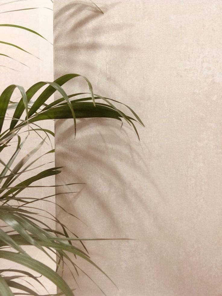 a potted plant next to a white wall