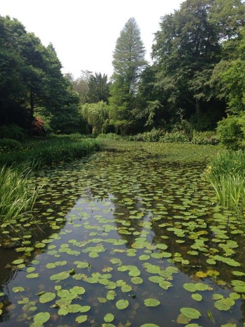 the water is full of lily pads and trees