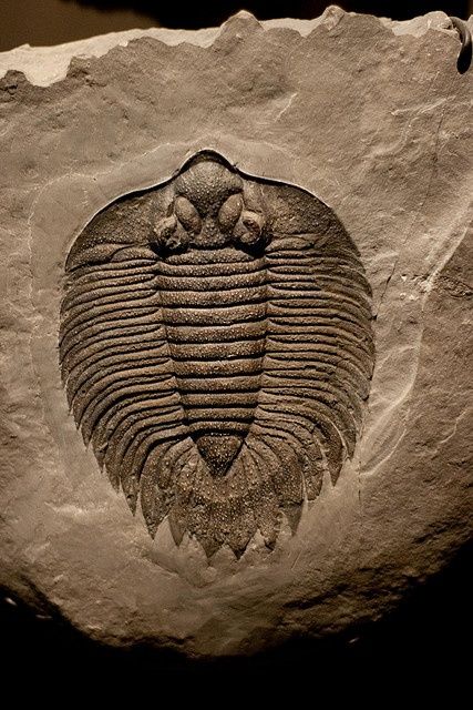 an animal fossil is shown on a rock