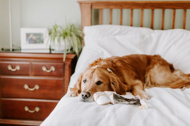 a large brown dog laying on top of a bed