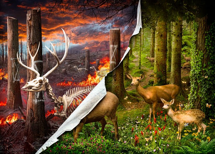 an image of two deer in the forest with fire and flames coming out of them