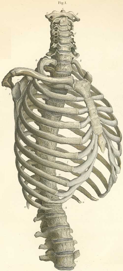 an image of a skeleton that is in the shape of a human ribcage