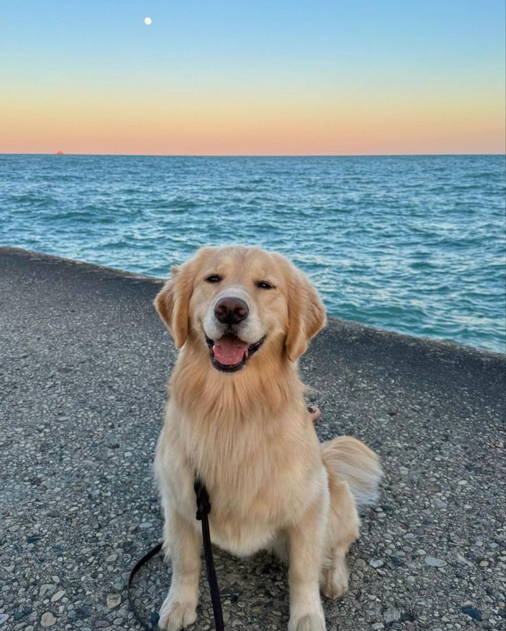 a golden retriever sitting on the beach at sunset