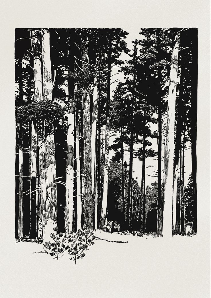 a black and white drawing of trees in the woods