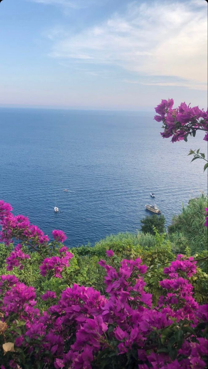 purple flowers on the edge of a cliff overlooking the ocean