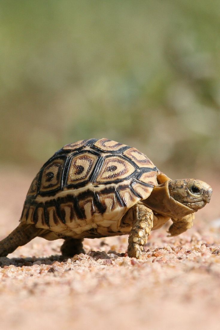 a small tortoise walking across a sandy area with grass in the back ground