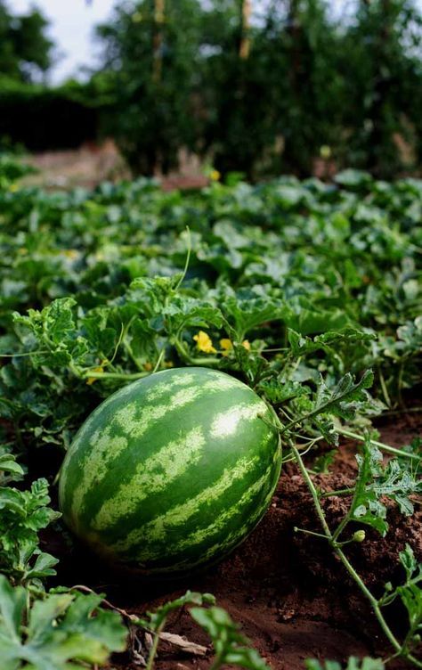 a watermelon sitting in the middle of a field