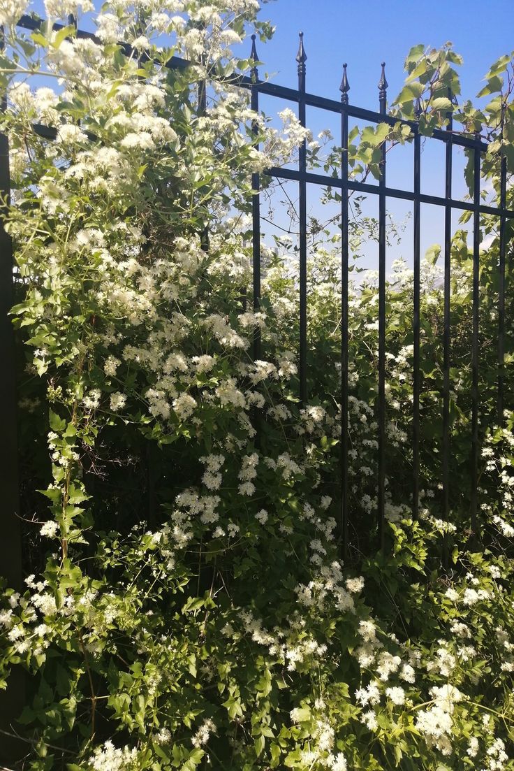 white flowers growing on the side of a fence