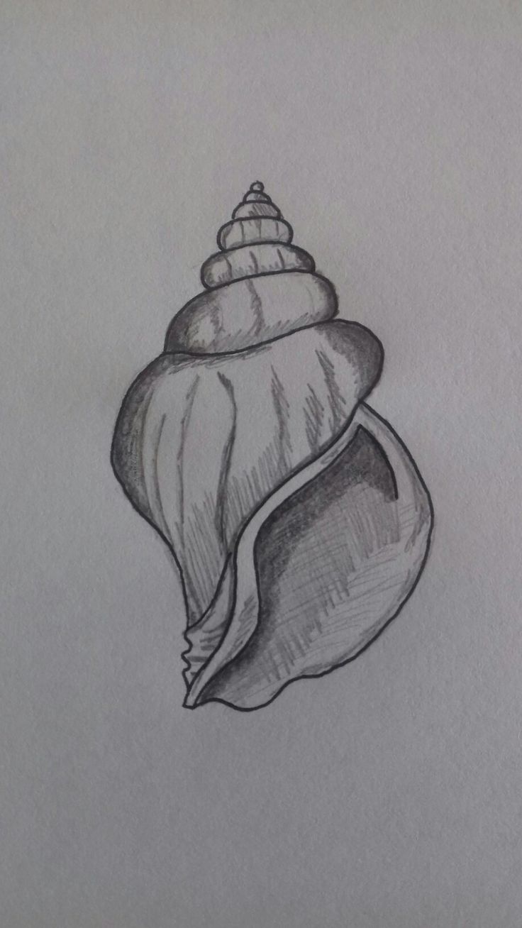 a pencil drawing of a seashell