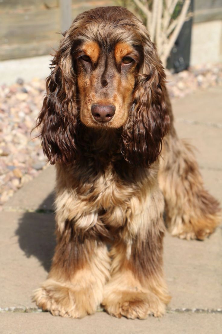 a brown and black dog sitting on top of a sidewalk