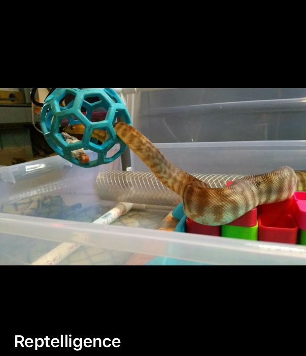 a snake is playing with toys in a plastic container on top of a table and the words reptilence are above it