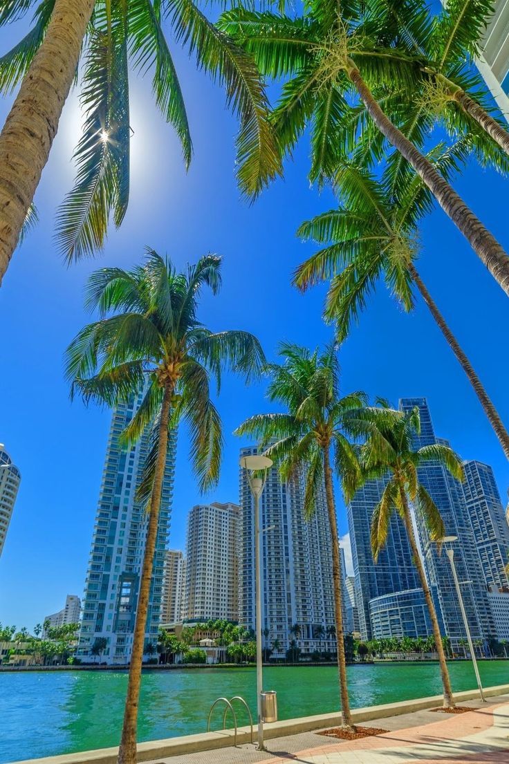 palm trees line the beach in front of high rise buildings