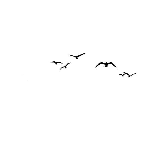 a flock of birds flying across a white sky