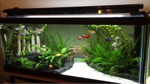 an aquarium filled with lots of plants and fish