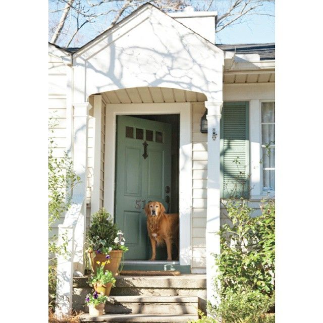 a dog is standing at the front door of a house with potted plants on the steps