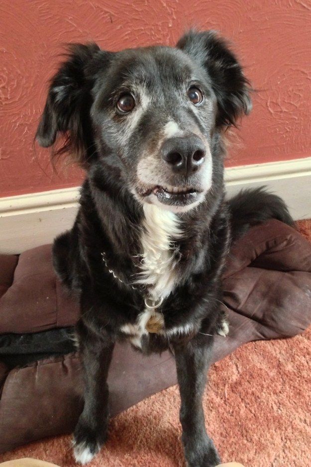 a black and white dog sitting on top of a brown bed next to a red wall