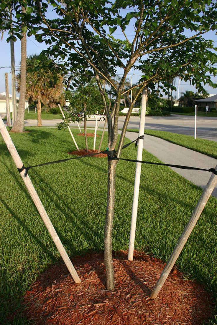 a tree that is in the middle of some grass