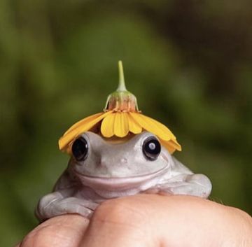 a small frog with a yellow flower on it's head is held up to the camera