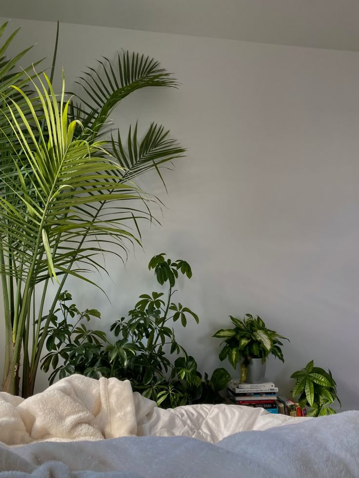 there are many plants in the room and one is on top of a white blanket