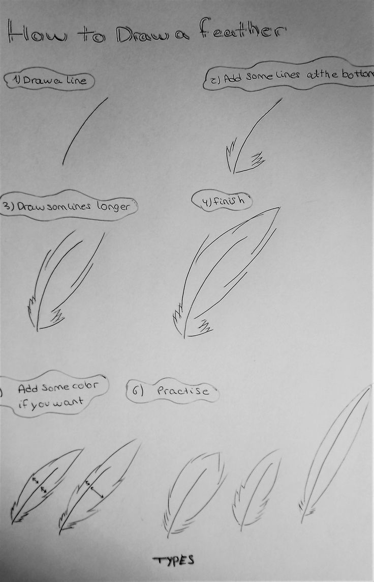 a drawing shows how to draw feather feathers