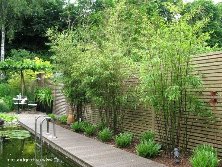 an outdoor garden with water and bamboo trees