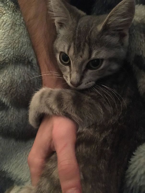 a person holding a cat in their arms