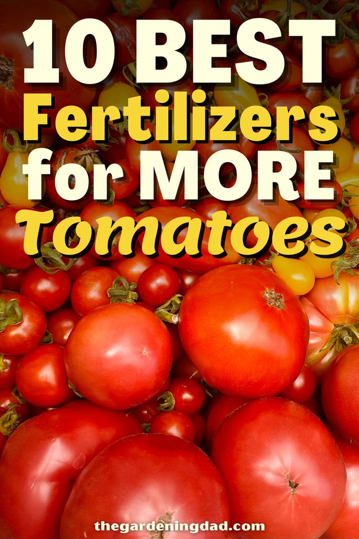 tomatoes with the words 10 best fertilizers for more tomatoes