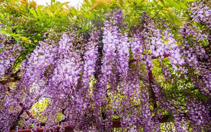 purple wisters are growing on the tree in front of some green leaves and flowers