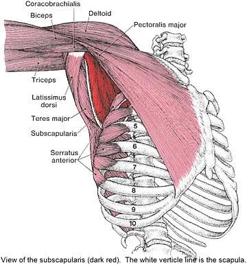 the muscles are shown in this diagram